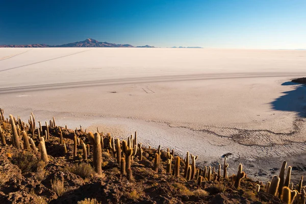 Uyuni 소금 평지 일출, 볼리비아, 남미에서 여행. 빛나는 선인장으로 슬 Incahuasi의 정상. — 스톡 사진