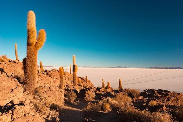 Uyuni Salt Flat al amanecer, destino de viaje en Bolivia y Sudamérica. Cumbre de la Isla Incahuasi con cactus brillantes . — Foto de Stock