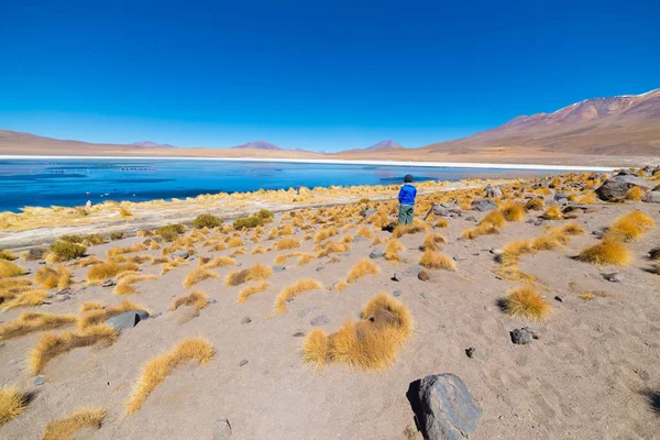 Турист в "Laguna Honda", замороженном соленом озере с фламинго на пути к знаменитой соляной равнине Уюни, туристическое направление в Боливии. Широкий угол обзора с ясным голубым небом . — стоковое фото