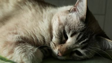 Uyuklayan ve, yakın burun üzerinde uyanma kedi. Farsça kedi mavi gözlü.