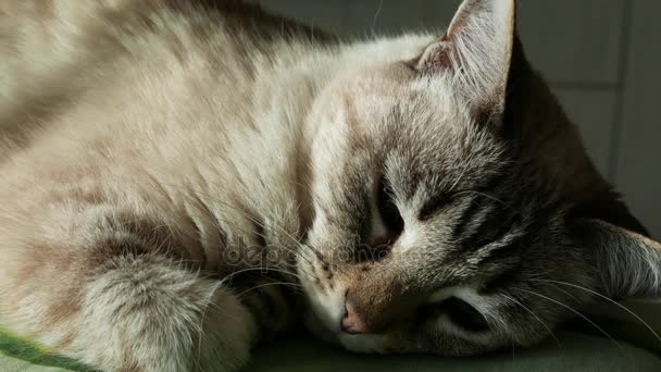 Gato Dormir Acordar Perto Focinho Gato Persa Com Olhos Azuis — Vídeo de Stock