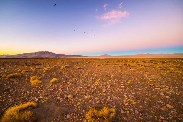 Tierras altas y áridas de los Andes, uno de los destinos turísticos más importantes de Bolivia. Hierba resplandeciente al atardecer en primer plano con majestuoso rango de volcanes en el fondo . — Foto de Stock