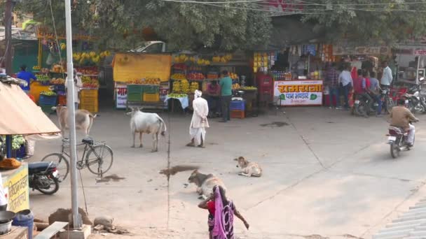 Orchha Inde Vers Novembre 2017 Foule Dans Rue Orchha Madhya — Video