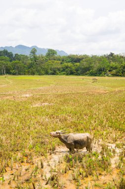 Manzara su çarpıcı pirinç tarlaları ve Tana Toraja, Güney Sulawesi, Endonezya doğal cennet dolu. Geniş açılı görünüş, tonlu görüntü, eski retro görünüm.