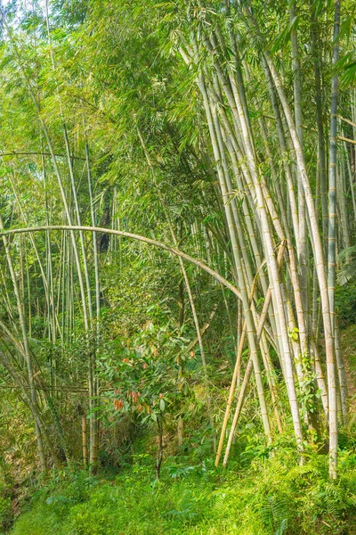 Hutan bambu, hutan bambu hijau di pagi hari sinar matahari, Sulawesi, Indonesia . — Stok Foto