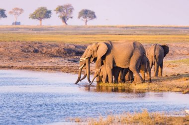 Group of African Elephants drinking water from Chobe River at sunset. Wildlife Safari and boat cruise in the Chobe National Park, Namibia Botswana border, Africa. clipart