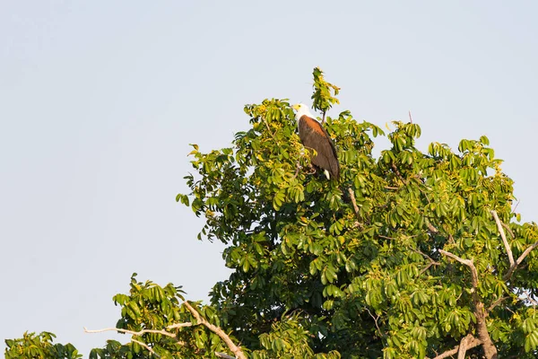Aquila su ramo d'albero, Parco nazionale del Chobe, Botswana, Africa — Foto Stock