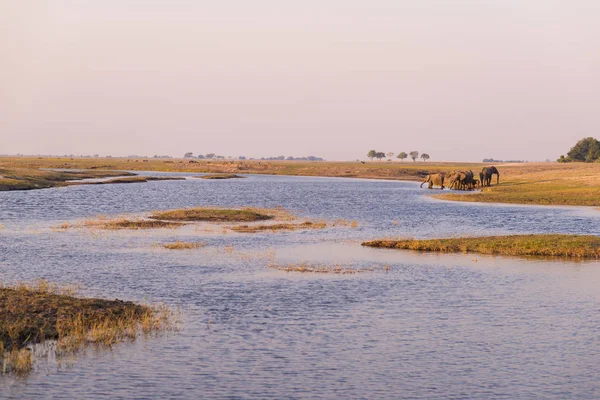 아프리카 코끼리 떼는 해질 녘에 초베강에서 물을 마십니다. 아프리카 나미 비아 보츠와 나 국경에 있는 초베 국립 공원에서 식하는 야생 동물 사파리와 보트 유람선. — 스톡 사진