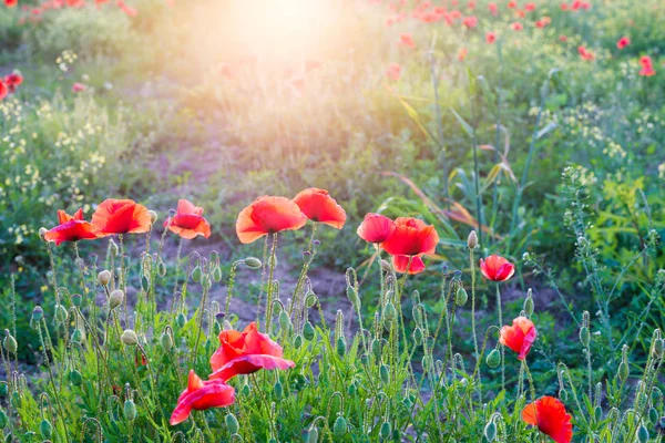 Red poppies field, spring season blooming. — Stock Photo, Image