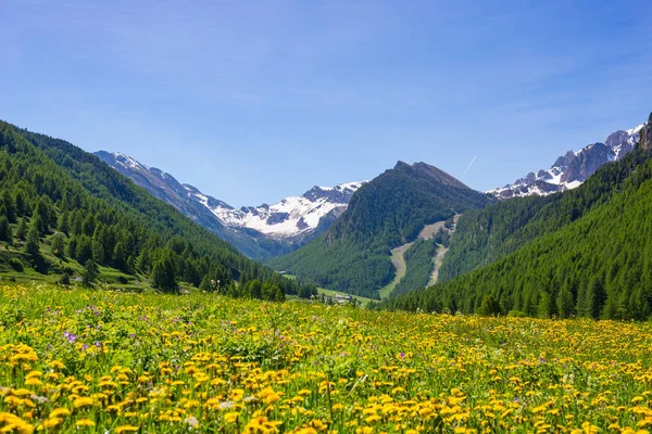 Verano en los Alpes. Floreciente prado alpino y exuberante bosque verde en medio de la cordillera de alta altitud . — Foto de Stock