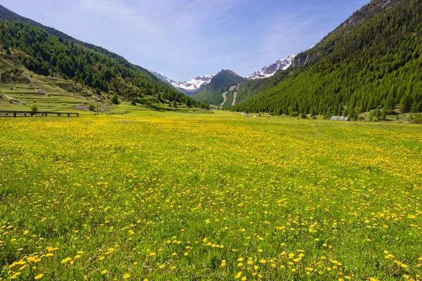 Summer in the Alps. Blooming alpine meadow and lush green woodland set amid high altitude mountain range. — Stock Photo, Image