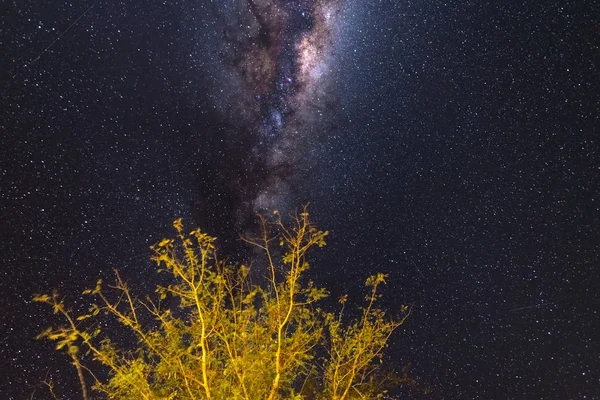Έναστρο ουρανό και Milky Way astro Ναμίμπια νύχτα, δέντρο σε πρώτο πλάνο. Περιπέτειες στην άγρια φύση. — Φωτογραφία Αρχείου