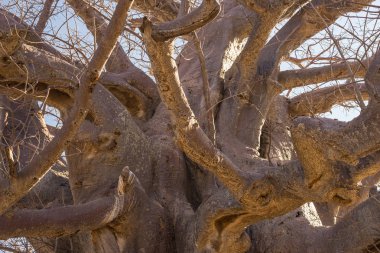 Baobab yakın deseni, balıkgözü görünümü kadar. Botsvana, Afrika'da en cazip seyahat hedef.