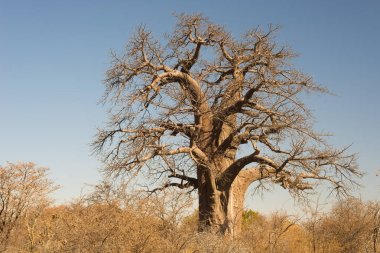 Baobab bitki ile Afrika Savannah mavi gökyüzü temizleyin. Botsvana, Afrika'da en cazip seyahat hedef.