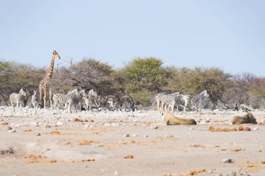 İki aslan yere uzanmış. Zebra ve zürafa (arka planda kesintisiz yürüyüş defocused). Etkin Milli Parkı, Namibya, Afrika yaban hayatı safari.