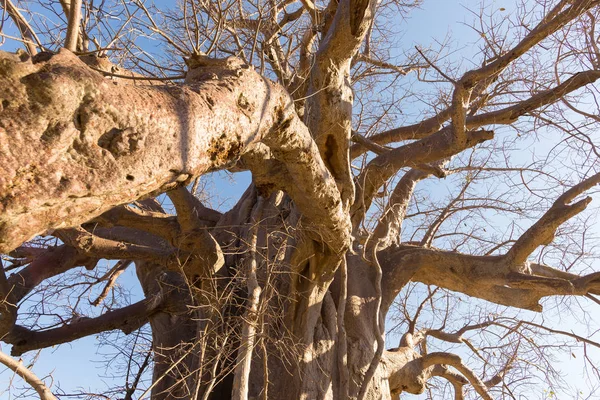 Baobab nära upp mönster, fisheye Visa. Botswana, ett av de mest attraktiva resmålet i Afrika. — Stockfoto