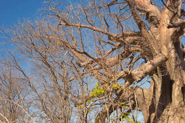 Baobab nära upp mönster, fisheye Visa. Botswana, ett av de mest attraktiva resmålet i Afrika. — Stockfoto