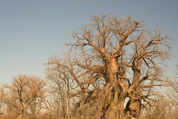 Baobab bitki ile Afrika Savannah mavi gökyüzü temizleyin. Botsvana, Afrika'da en cazip seyahat hedef. — Stok fotoğraf