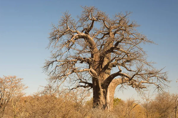 Baobab bitki ile Afrika Savannah mavi gökyüzü temizleyin. Botsvana, Afrika'da en cazip seyahat hedef. — Stok fotoğraf