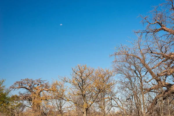 Baobab bitki ve açık mavi gökyüzü ile Afrika savana moon. Botsvana, Afrika'da en cazip seyahat hedef. — Stok fotoğraf