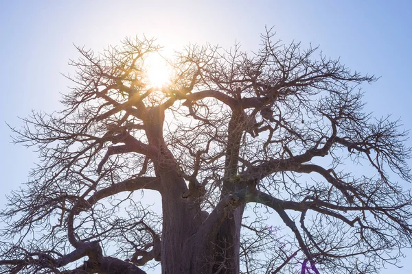Baobab with sun star in backlight, african savannah with clear blue sky at sunrise. Botswana, one of the most attractive travel destination in Africa.