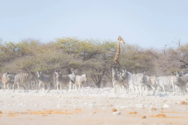 Zebre e Giraffa al Parco Nazionale di Etosha, destinazione turistica in Namibia. Polvere, luce soffusa . — Foto Stock
