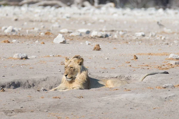 León acostado en el suelo. Safari de vida silvestre en el Parque Nacional Etosha, Namibia, África . — Foto de Stock