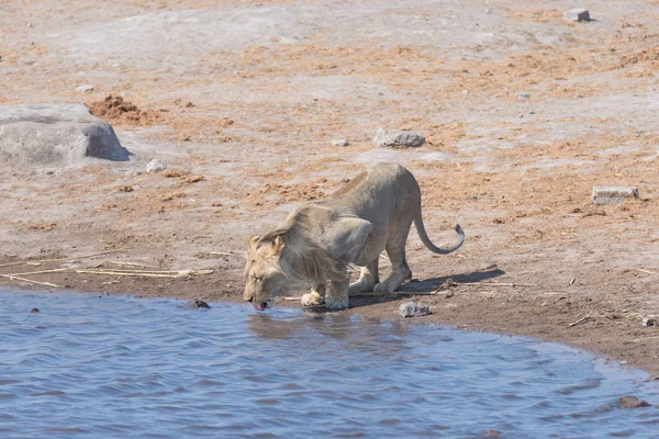 León bebiendo en el estanque de agua. Safari de Vida Silvestre en el Parque Nacional Etosha, el principal destino turístico en Namibia, África . — Foto de Stock