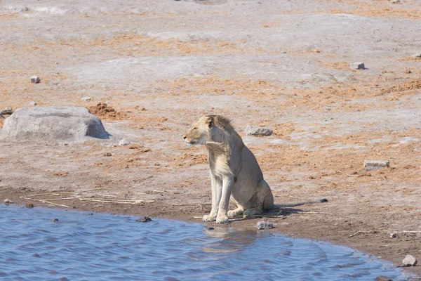 狮子在水池。非洲纳米比亚主要旅游目的地埃托国家公园野生动物园. — 图库照片