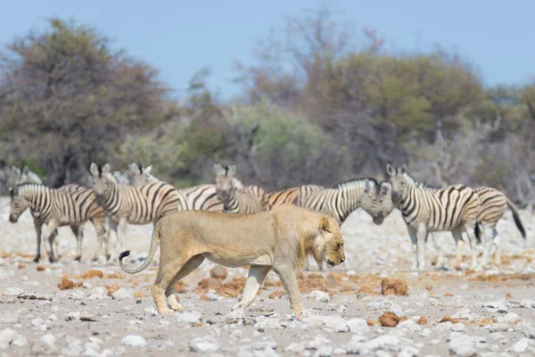 Leone e Zebre scappano, sfocati sullo sfondo. Safari naturalistico nel Parco Nazionale di Etosha, Namibia, Africa . — Foto Stock