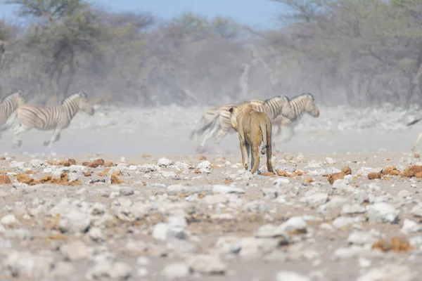 León y Cebras huyendo, desenfocados en el fondo. Safari de vida silvestre en el Parque Nacional Etosha, Namibia, África . — Foto de Stock