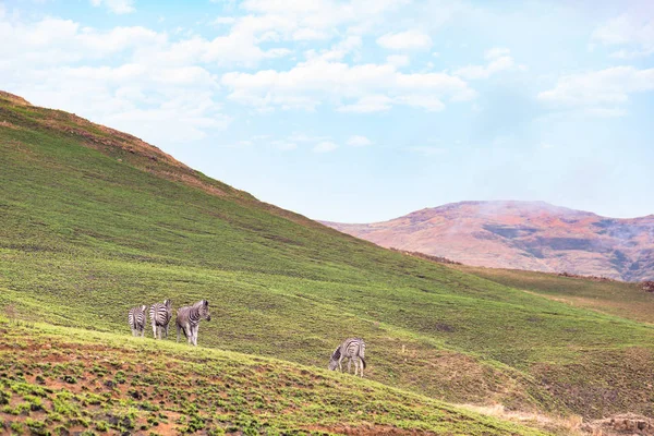 在南非洲的旅游胜地金门高地国家公园的山上放牧斑马. — 图库照片