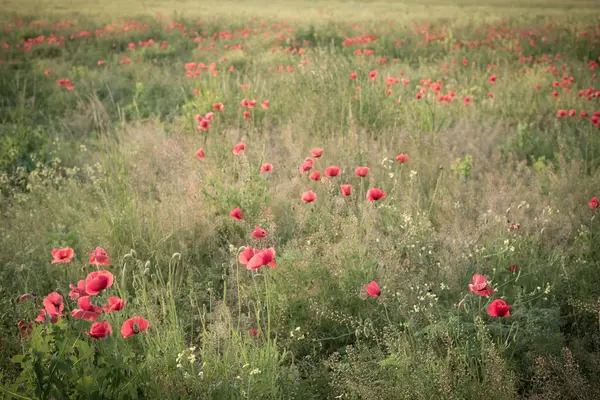 Red poppies field, spring season blooming. — Stock Photo, Image