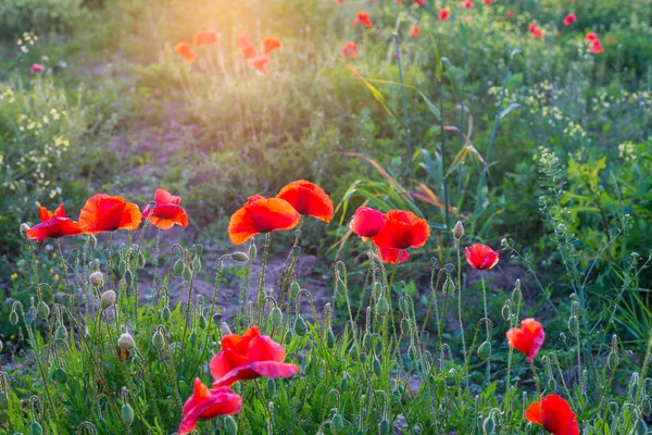 Red poppies field, spring season blooming. — Stock Photo, Image