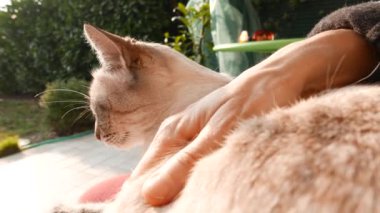Yerli kedi kadın eliyle petted. Açık havada ayarlama, aydınlatma.
