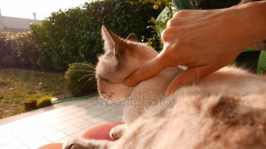 Yerli kedi kadın eliyle petted. Açık havada ayarlama, backlight. Ağır çekim.