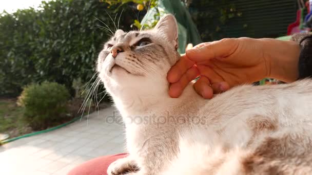 Hauskatze Von Frauenhand Gestreichelt Einstellung Freien Hintergrundbeleuchtung — Stockvideo