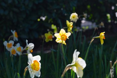 Beyaz Sarı nergis alan yakın çekim, çiçek açan bahar mevsimi.