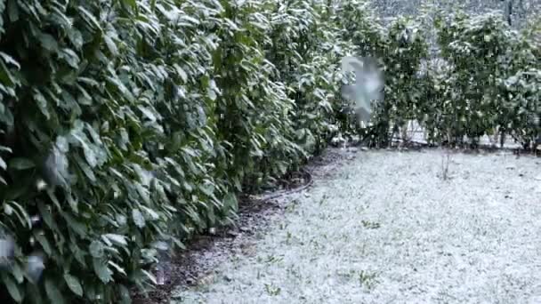 Snow Falling Home Garden Winter Season Cold Temperature Scenic Setting — Stock Video