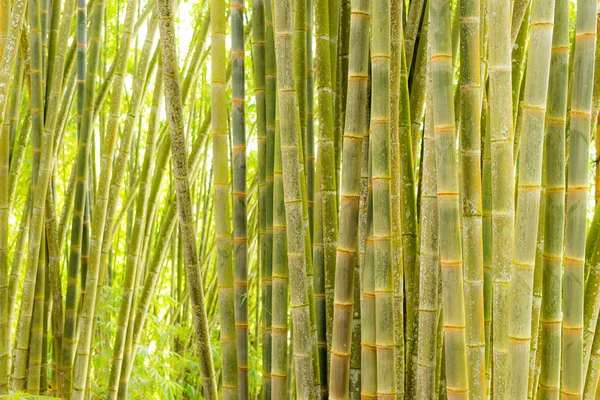 Bamboo forest, green bamboo grove in morning sunlight, Sulawesi, Indonesia.
