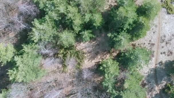 Antenn Drone Fallande Och Girrörelse Över Spridda Skog Långsamt Roterande — Stockvideo