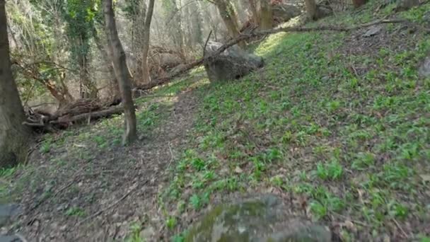 Path Mountain Forest Walking Woodland Spring Season Blooming Green — Stock Video