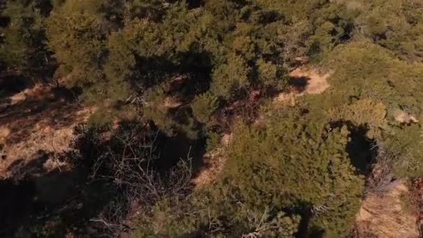 Εναέρια Drone Πετάει Πάνω Από Δάσος Αποκαλύπτει Χιονισμένα Βουνά Και — Αρχείο Βίντεο
