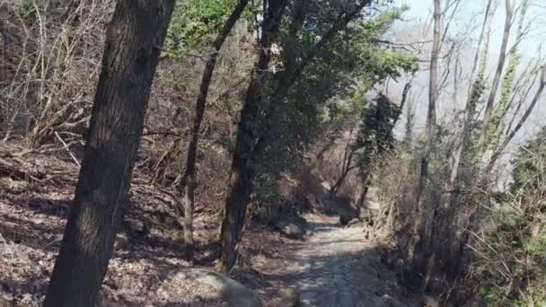 女性バックパッカー飛んで後方視点の森の中の歩道でハイキング — ストック動画