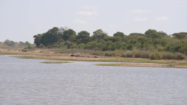 Kruger の国立公園 有名な川岸にカバ旅行南アフリカ共和国の先 — ストック動画