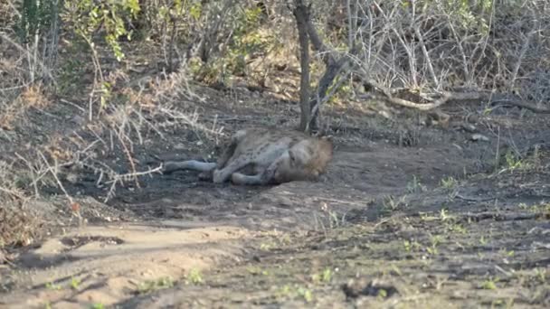 ブチハイエナは ブッシュに横たわる 野生動物サファリ クルーガー国立公園 メイン旅行南アフリカ共和国の先 — ストック動画