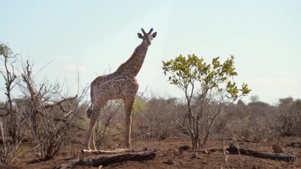 长颈鹿吃从相思树在著名埃托沙国家公园 主要的旅游目的地在纳米比亚 — 图库视频影像