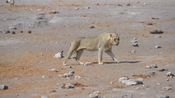 年轻的雄性饥饿的狮子在风中行走 Etosha 国家公园野生动物园 纳米比亚 — 图库视频影像