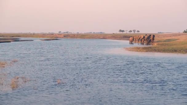 Группа Африканских Слонов Пьет Воду Реки Чобе Закате Круиз Лодке — стоковое видео