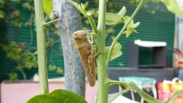 Locust Levél Étkezési Növényi Közelről Szöcske Pusztító Zöld Növény Makró — Stock videók